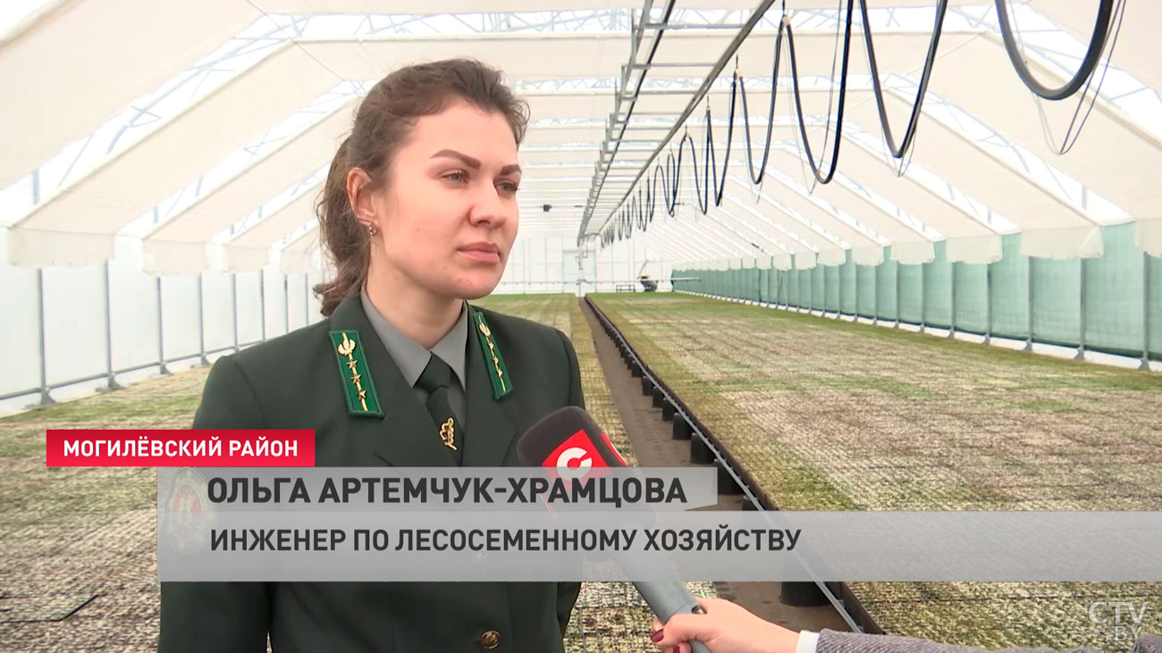 Планируют вырастить почти 4 млн растений. Как в Могилёвском районе работает фабрика по производству леса?-13