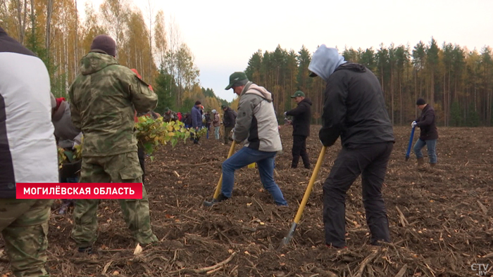 Результат станет заметен через 7 лет. Как восстанавливают белорусский лес после буреломов?-13