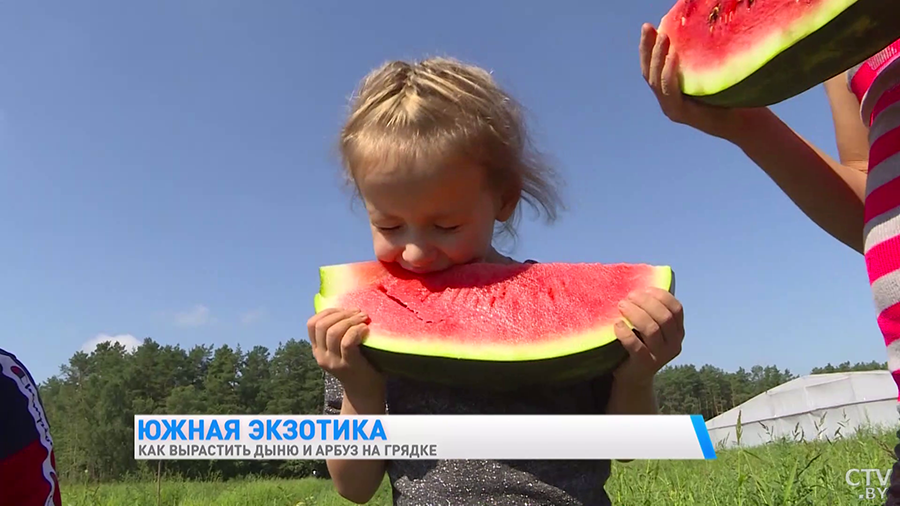 Арбузы можно вырастить даже на подоконнике. Рассказываем, как это сделать, чтобы получить урожай-16