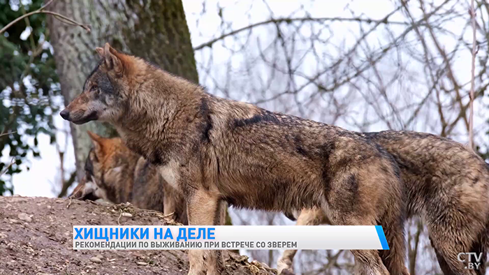 Волки нападают сзади, а кабаны не могут смотреть вверх. Как выжить при встрече с диким зверем?-7