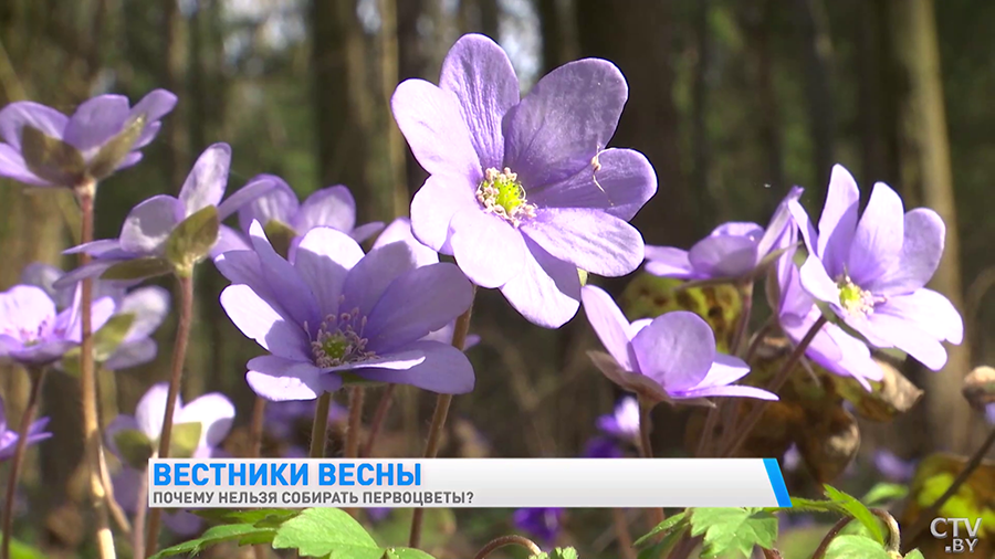 Фиалка топяная, дикая черемша, подснежники. Какие первоцветы нельзя срывать и почему?-19