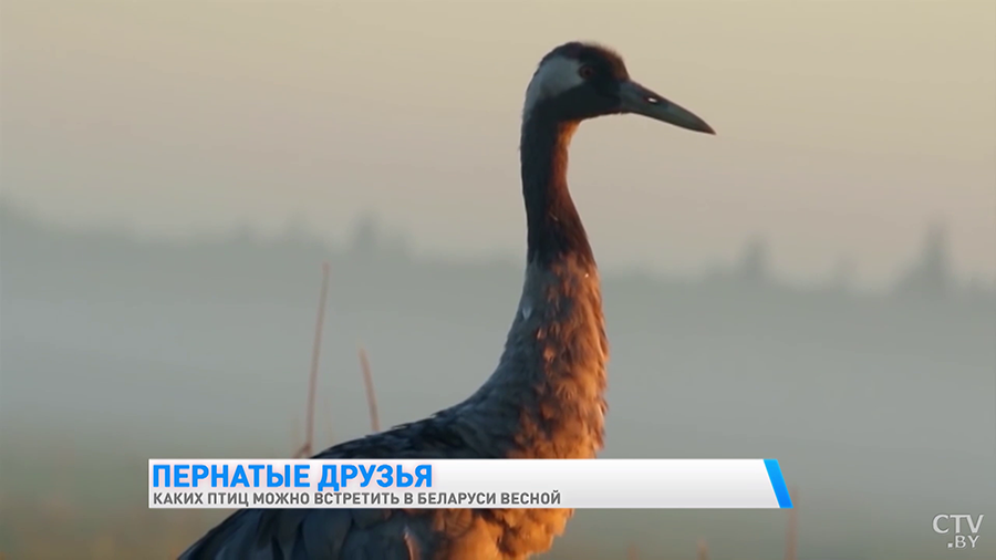 «Активно летят журавли». Какие птицы уже вернулись с юга и как помочь пернатым восстановиться после зимовки?-4