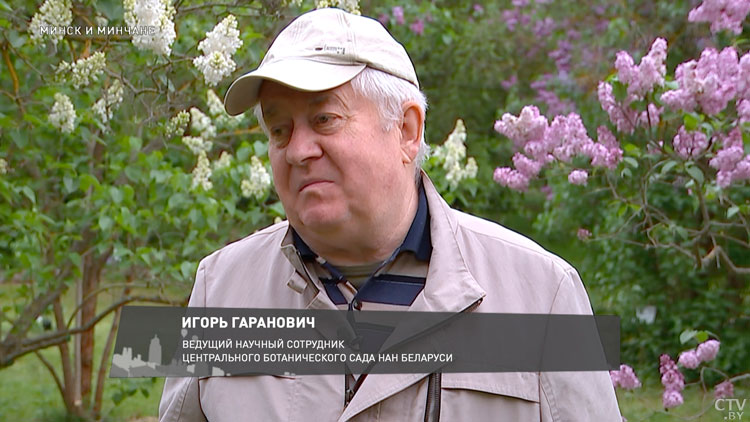 До 300 базовых величин! Какой штраф предусмотрен за ломание веток сирени?-1 До 300 базовых величин! Какой штраф предусмотрен за ломание веток сирени?-1