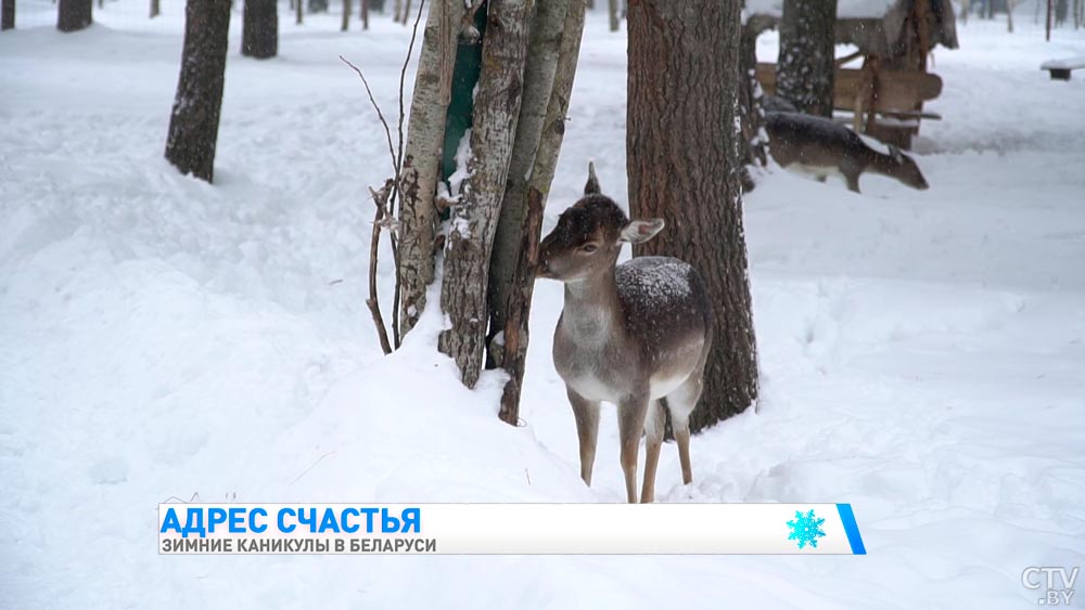 Куда поехать на новогодние каникулы? Гайд по самым запоминающимся местам Беларуси-22