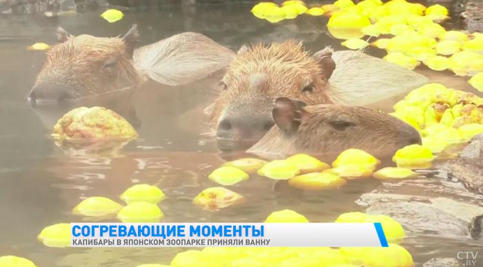 Капибары в японском зоопарке приняли тёплую ванну с фруктами-1