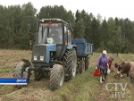 Хозяйства Минской области завершают уборку картофеля