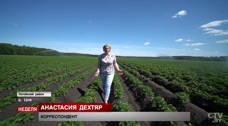 Национальное достояние, туристический бренд и средство борьбы с лишним весом: почему белорусы с гордостью называют себя бульбашами?  -48