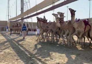 В Катаре впервые с февраля проходят верблюжьи бега