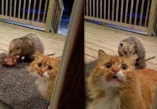 Почему люди заводят себе питомцев? Мы нашли фотографии, которые объясняют это 