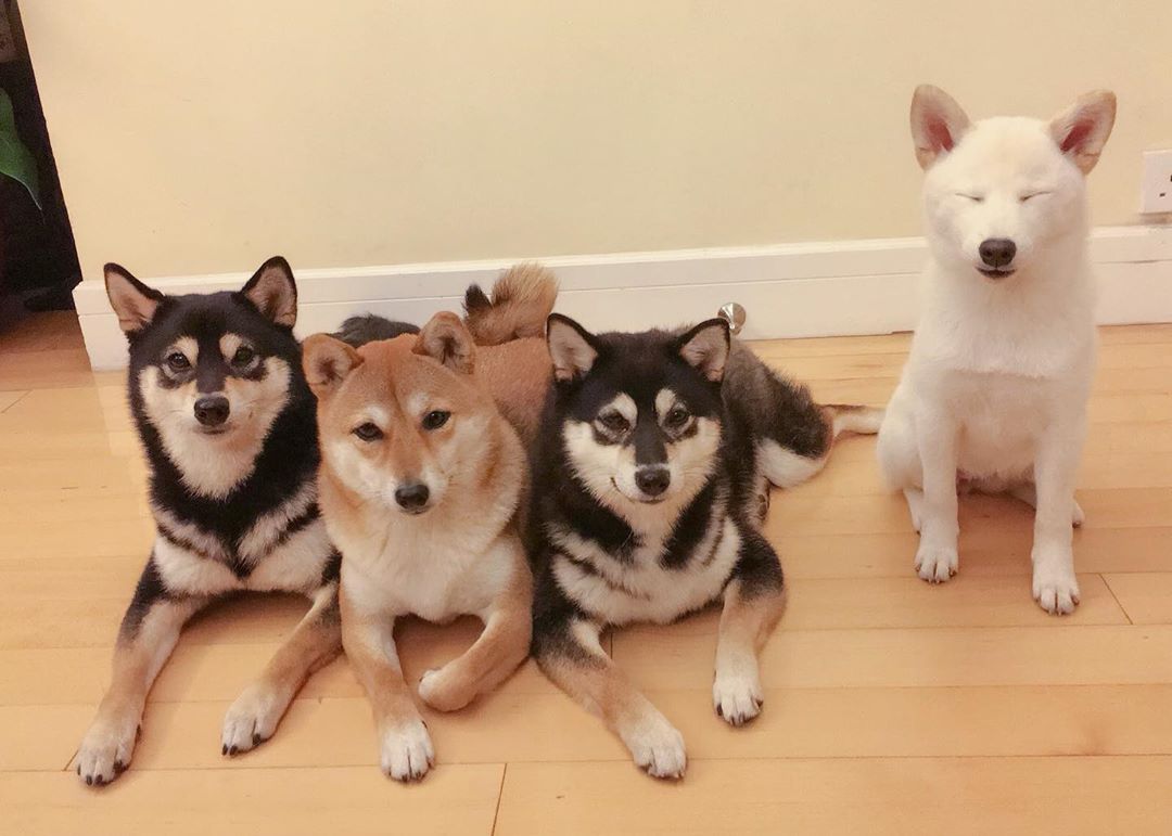 Пёс постоянно отказывается нормально сфотографироваться. И это сделало его популярным -4