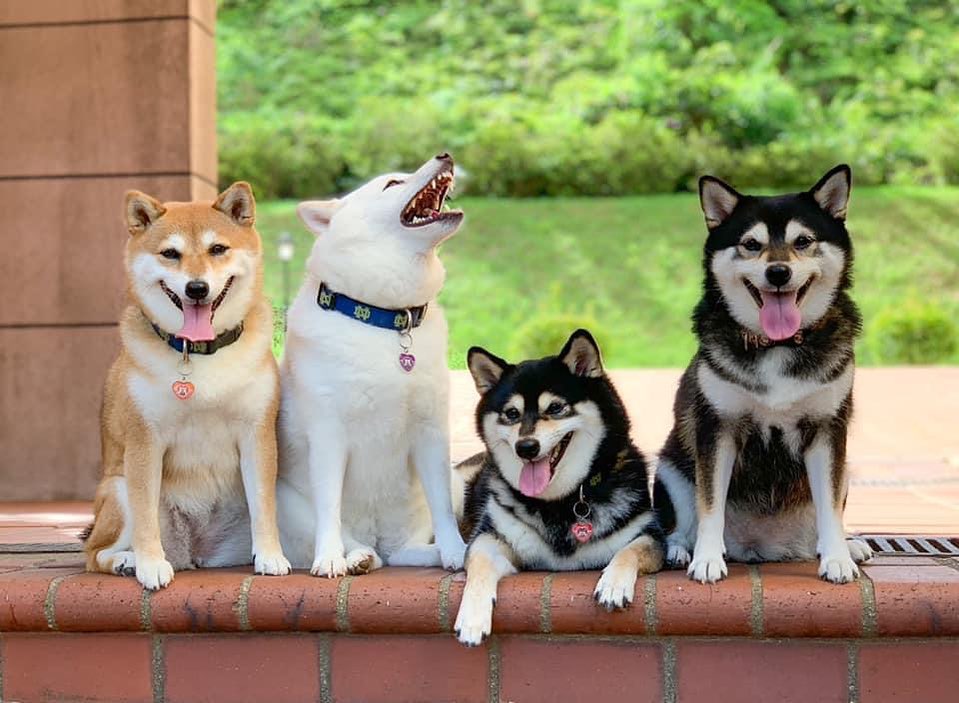 Пёс постоянно отказывается нормально сфотографироваться. И это сделало его популярным -8
