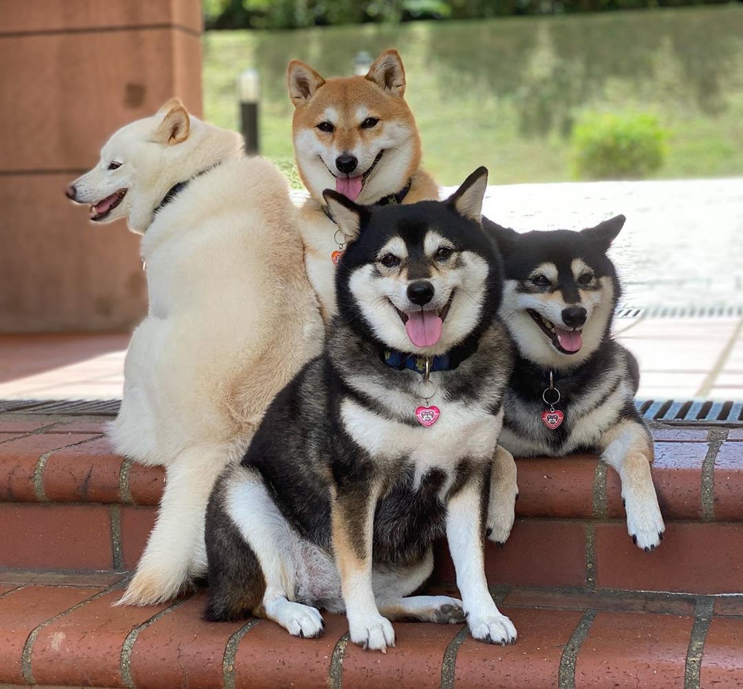 Пёс постоянно отказывается нормально сфотографироваться. И это сделало его популярным -16