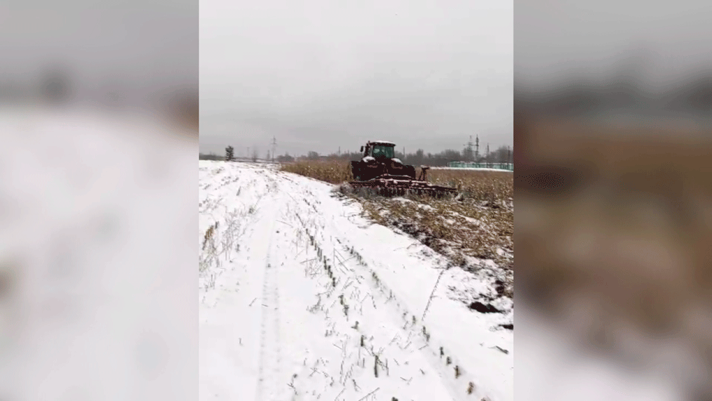 Прямо на глазах контролёра уничтожили урожай кукурузы. Почему в хозяйстве «Урицкое» не убрали культуру вовремя?