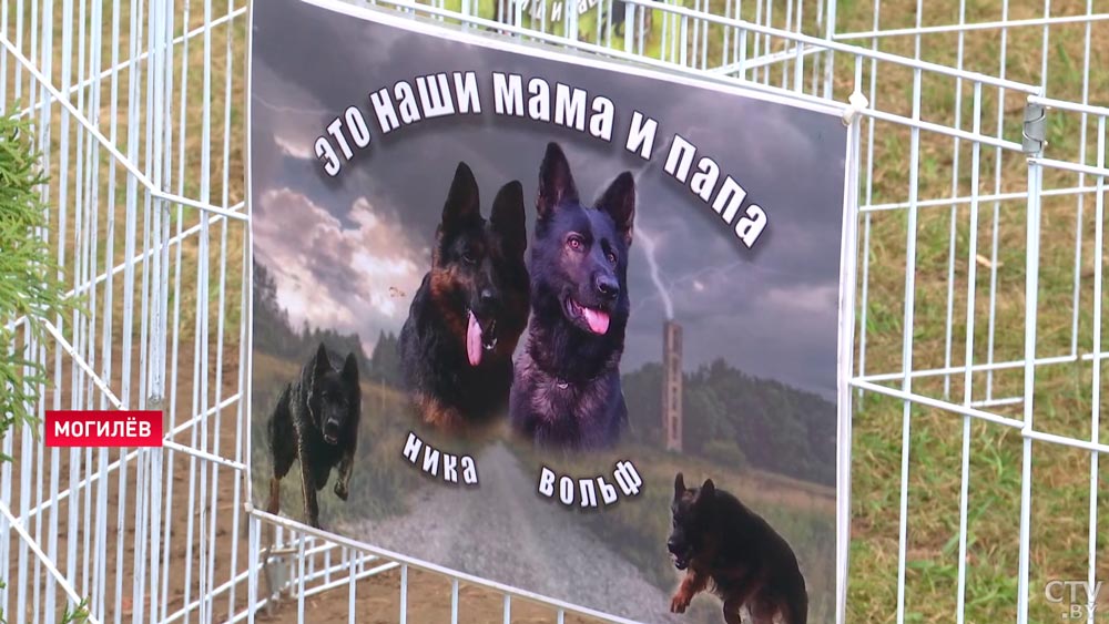 «Дзен» с хозяином и работа только на позитиве. Как воспитывают служебных собак?-16