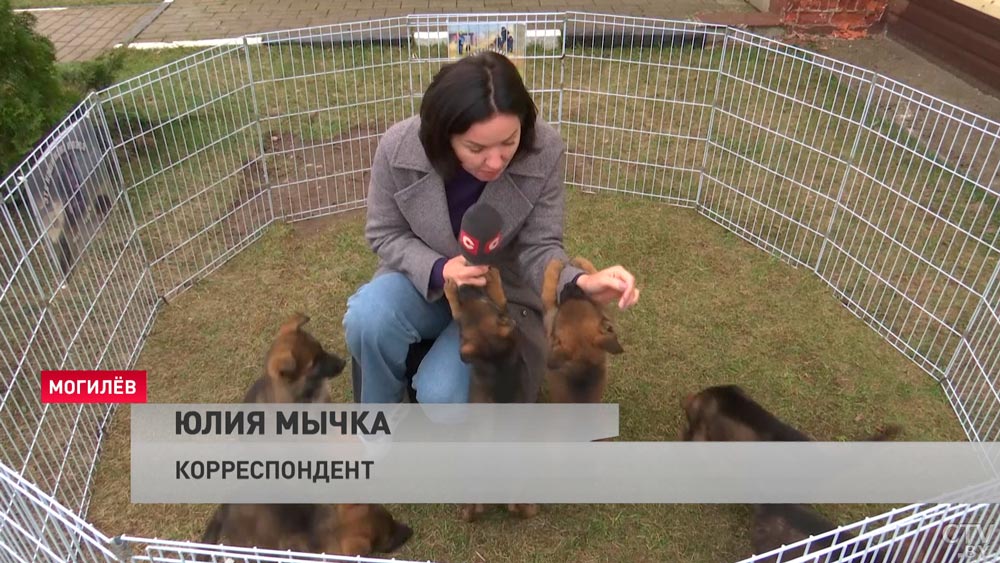 «Дзен» с хозяином и работа только на позитиве. Как воспитывают служебных собак?-4
