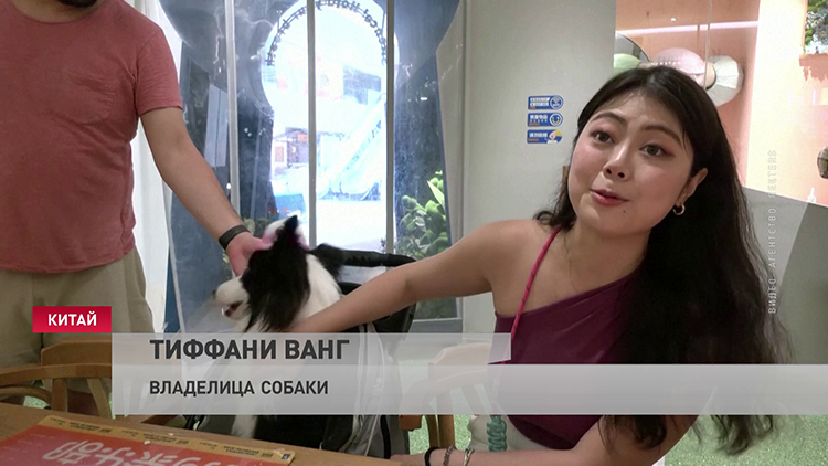 Китайцы чаще заводят собак, чем детей. В стране даже построили кафе для питомцев-4