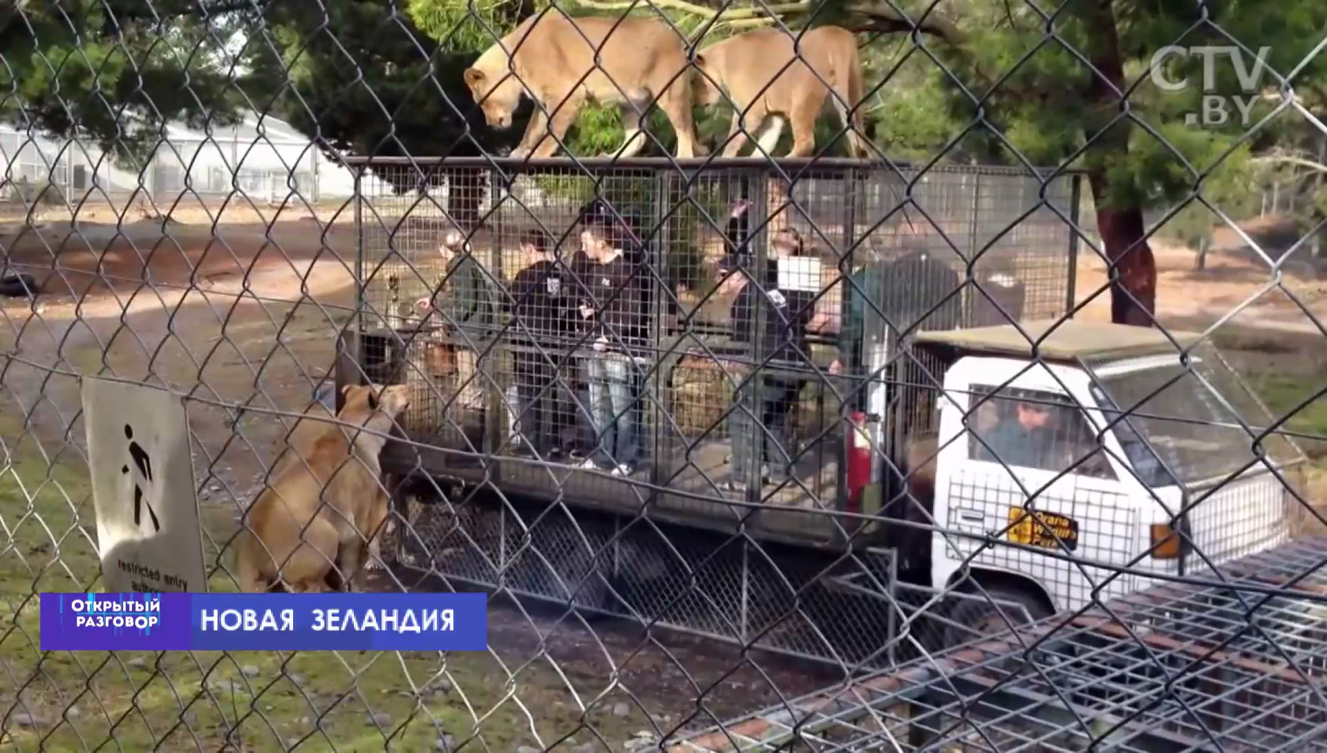 Пожить в клетке среди львов и нарушить границу: 5 необычных услуг для туристов в мире-1