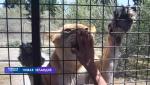Пожить в клетке среди львов и нарушить границу: 5 необычных услуг для туристов в мире