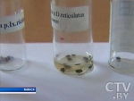 Вторая волна активности клещей началась в Беларуси Вторая волна активности клещей началась в Беларуси