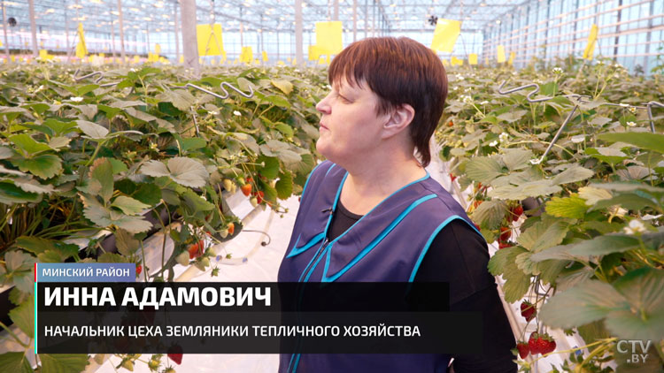 Белорусская клубника – зимой! Побывали в самой большой теплице и узнали, как её выращивают-10