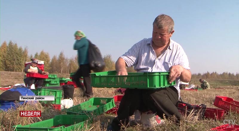 В Беларуси начался сезон клюквы: как лучше собирать ягоду?