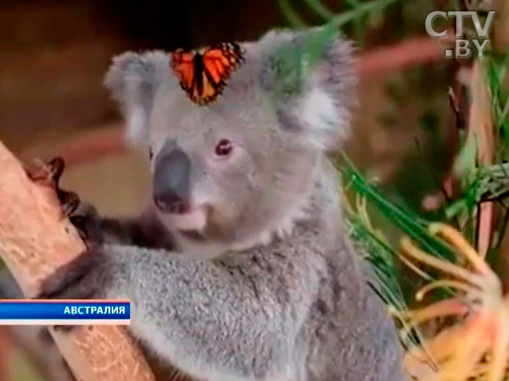 Австралийские полицейские арестовали за переход шоссе в неположенном месте… коалу