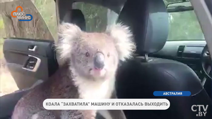 Коала в жару залезла в машину с кондиционером и не хочет выходить. Видеофакт-1