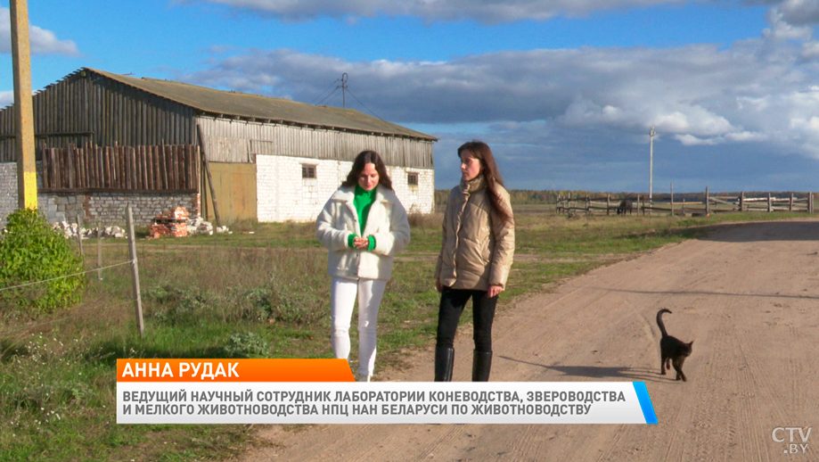 «Неприхотливы к условиям содержания». Рассказываем о белорусской породе лошадей-1 «Неприхотливы к условиям содержания». Рассказываем о белорусской породе лошадей-1