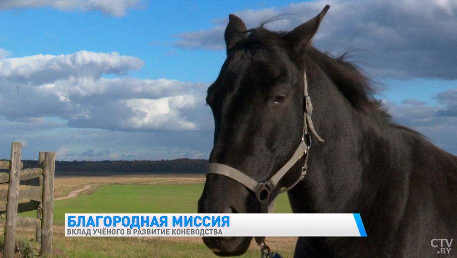 «Неприхотливы к условиям содержания». Рассказываем о белорусской породе лошадей-4 «Неприхотливы к условиям содержания». Рассказываем о белорусской породе лошадей-4