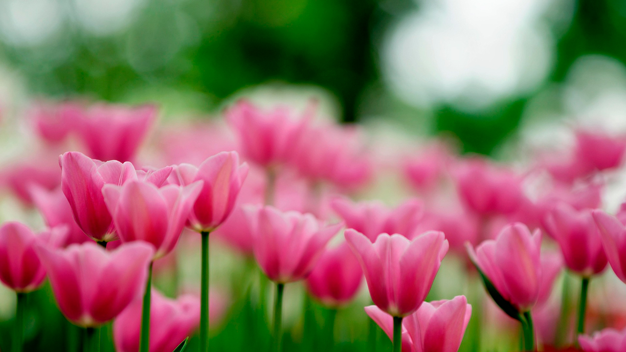 В Могилёве готовят к продаже 15 тыс. свежих цветов к 8 Марта