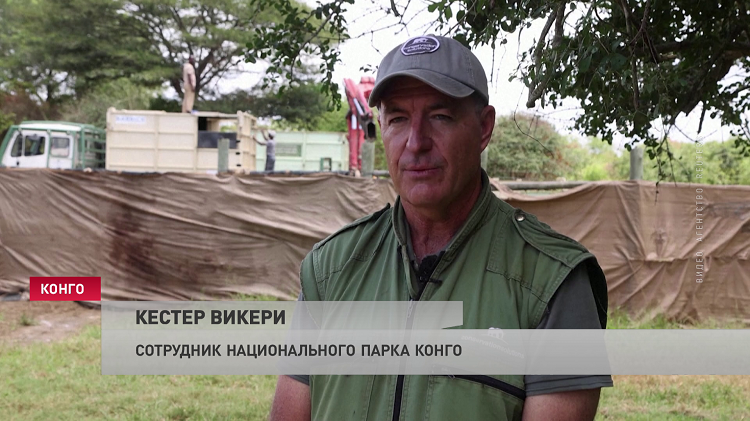 Белые носороги вернулись в Конго. 16 особей привезли из ЮАР-1
