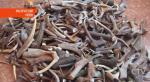 92 кг оленьих рогов в топливном баке пытался провезти через Брестскую таможню белорус