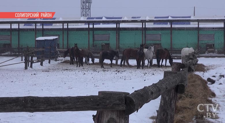 «Она когда-нибудь рухнет. Коней надо спасать». Репортаж СТВ о разваливающейся конюшне в Старобине-24