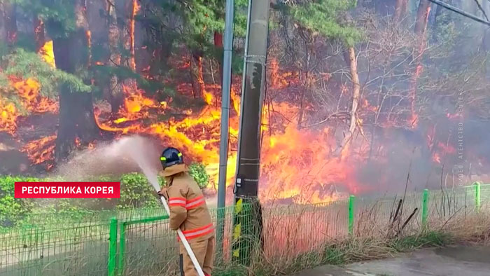 Сотни гектаров леса горят на востоке Южной Кореи