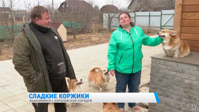 «Корги обожают спать на кроватях». Заводчица об особенностях породы-19