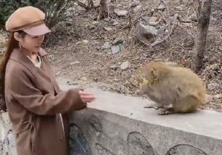 Девушка хотела покормить обезьяну, но зря сделала это на глазах у другой. Теперь друзья знают маленький секрет своей знакомой 