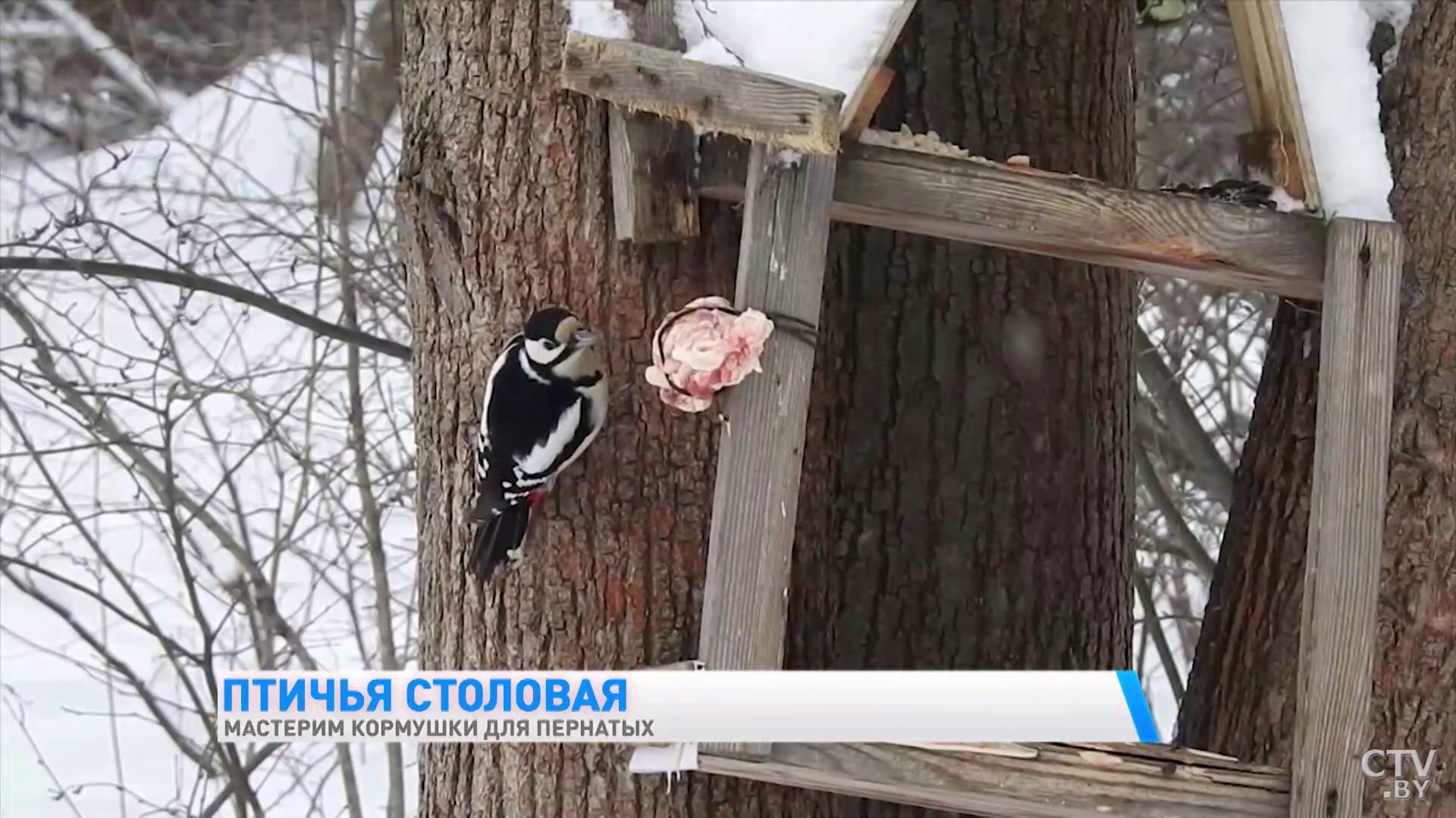 Чем можно кормить птиц зимой и как самому сделать кормушку для пернатых?-7