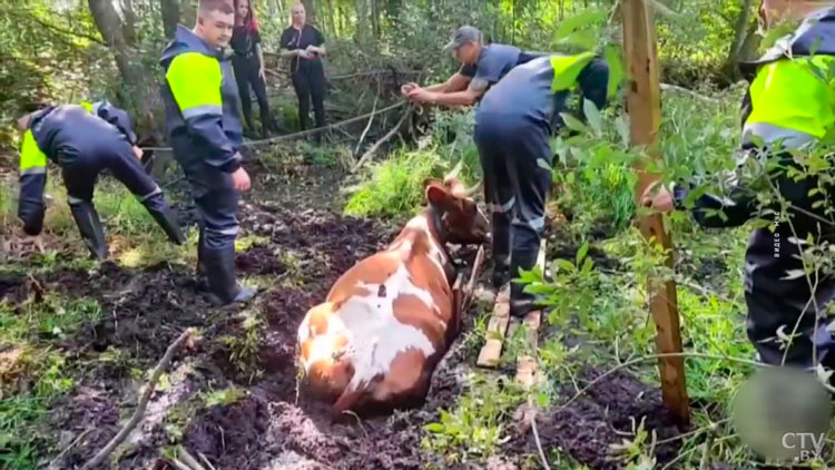 В Мядельском районе спасатели вытащили корову из болота-1