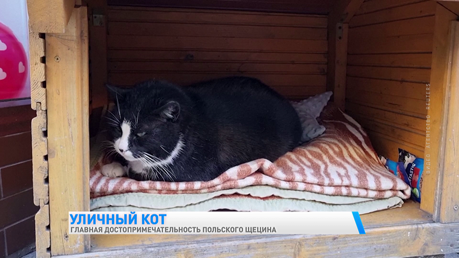 «Согревает моё сердце». Кот Гацек – польская достопримечательность. Вот что говорят туристы-13