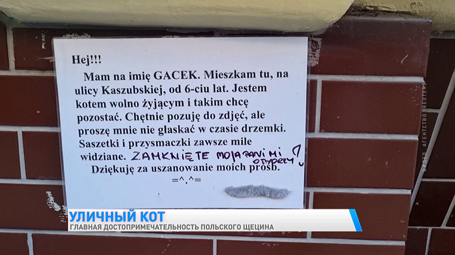 «Согревает моё сердце». Кот Гацек – польская достопримечательность. Вот что говорят туристы-7