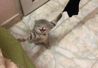 Тяжело не улыбнуться. Кот попал в сложную, но смешную ситуацию 