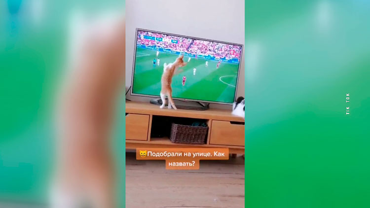 За просмотром Евро на СТВ был замечен котёнок – видео в TikTok опубликовал ФК «Друть»-1