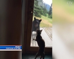 Видео: Кошка защитила хозяйский дом от медведя на Аляске 