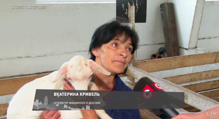 Их молоко одно из самых полезных. Вот как в Беларуси разводят альпийских коз-7