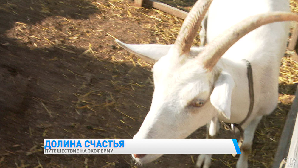 Можно попробовать домашний сыр и погладить животных. Чем заняться туристу на семейной экоферме в Подолянах?-22