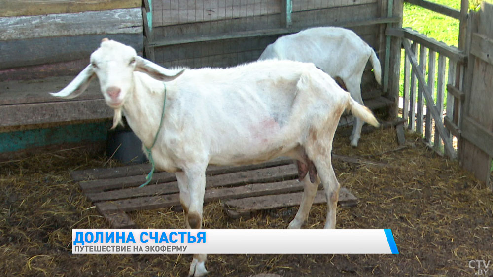 Можно попробовать домашний сыр и погладить животных. Чем заняться туристу на семейной экоферме в Подолянах?-25