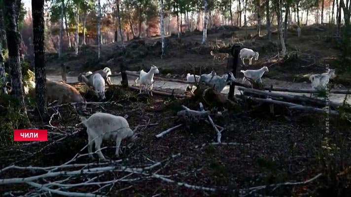 Козы помогают пожарным в Чили. Они зачищают от сухой растительности территорию-4