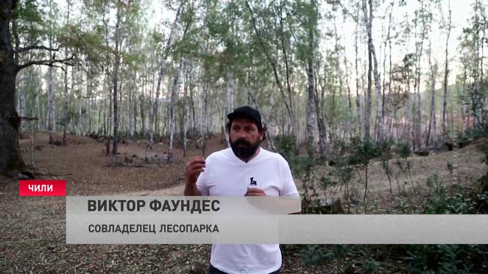 Козы помогают пожарным в Чили. Они зачищают от сухой растительности территорию-1