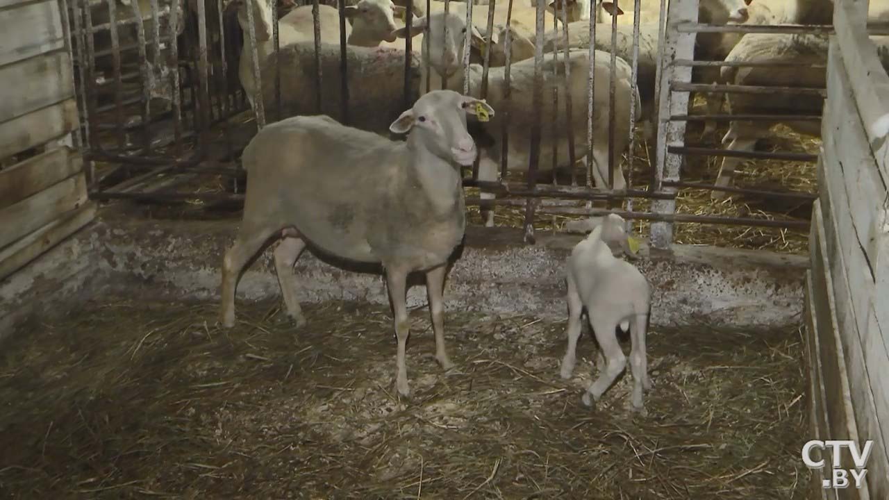 Белорусы планируют выпустить в продажу овечий сыр. Сколько он будет стоить?-10