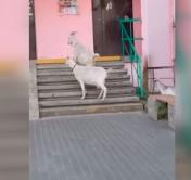 Подошли к дверям подъезда. В Уручье во двор одной из многоэтажек забрели козы